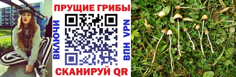 Псилоцибиновые грибы мицелий мега как зайти Жигулёвск